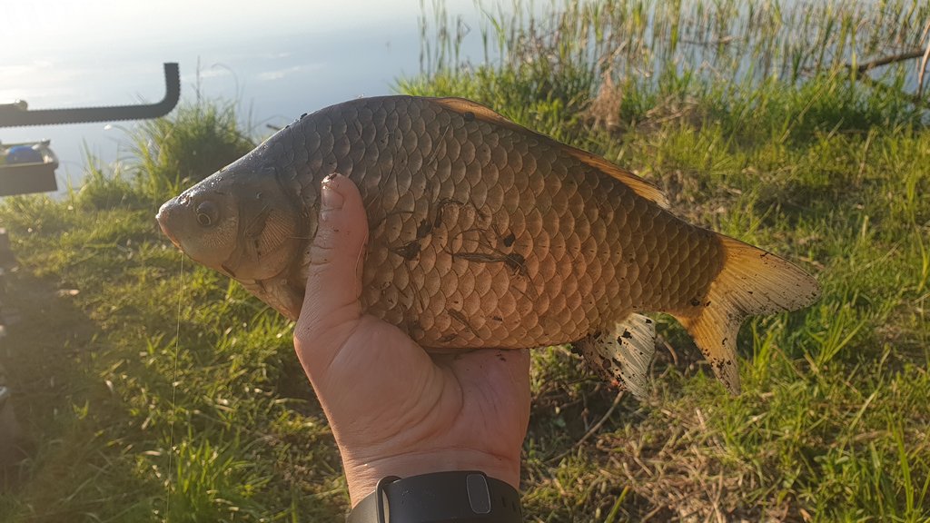 Ловля карася в мае. Где искать пузатого 00002.JPG